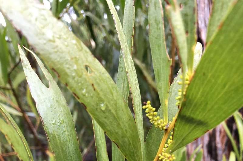 Planning to plant an Australian native like wattle? You might be spreading a weed