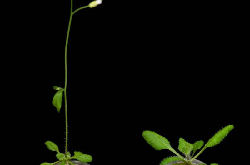 Plant flowering in low-nitrogen soils: A mechanism revealed
