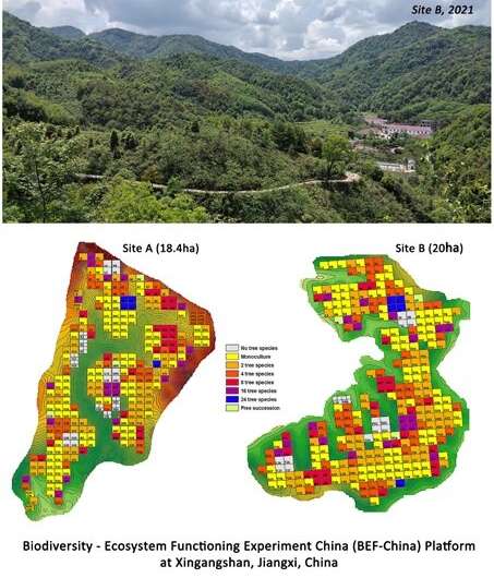 Planting new forests with high functional diversity helps improve productivity