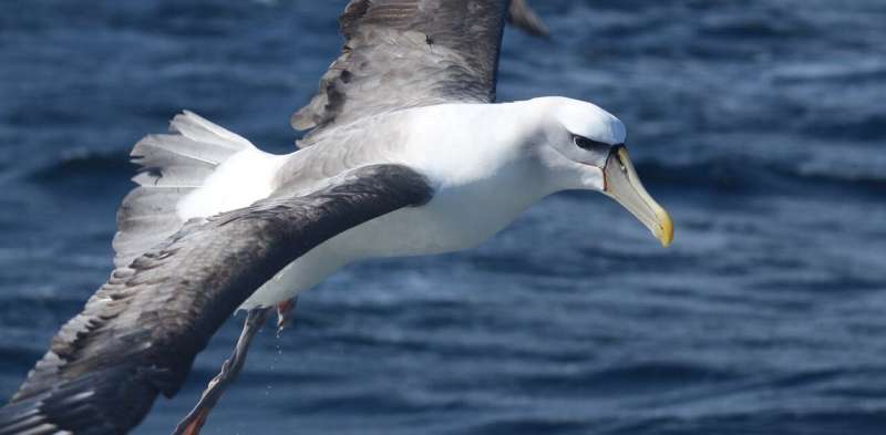 Plastic in the ocean kills more threatened albatrosses than we thought