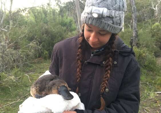 Platypus to make a comeback in Australia's oldest national park