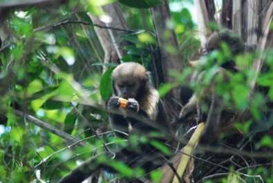 Poaching affects behavior of endangered capuchin monkeys in Brazilian biological reserve