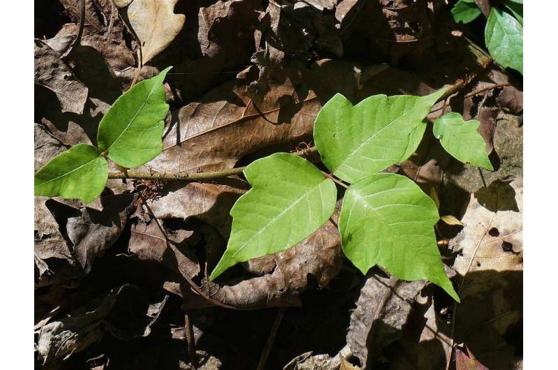 Poison ivy can work itchy evil on your skin