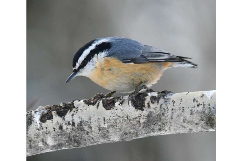 Polar vortex, winter heat may change bird populations