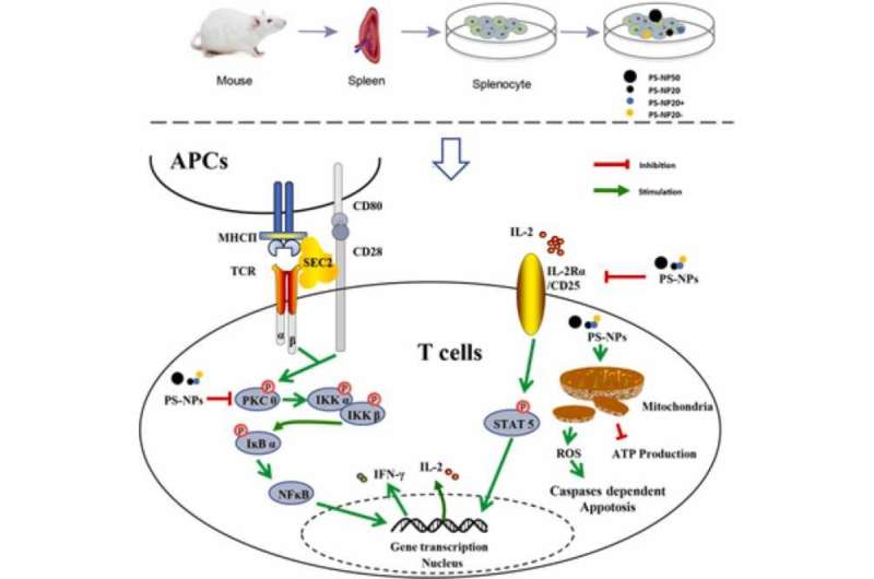 Polystyrene nanoplastics inhibits key signaling pathways for activation of immune T cells