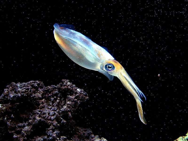 Possible evidence of paternal care in bigfin reef squid