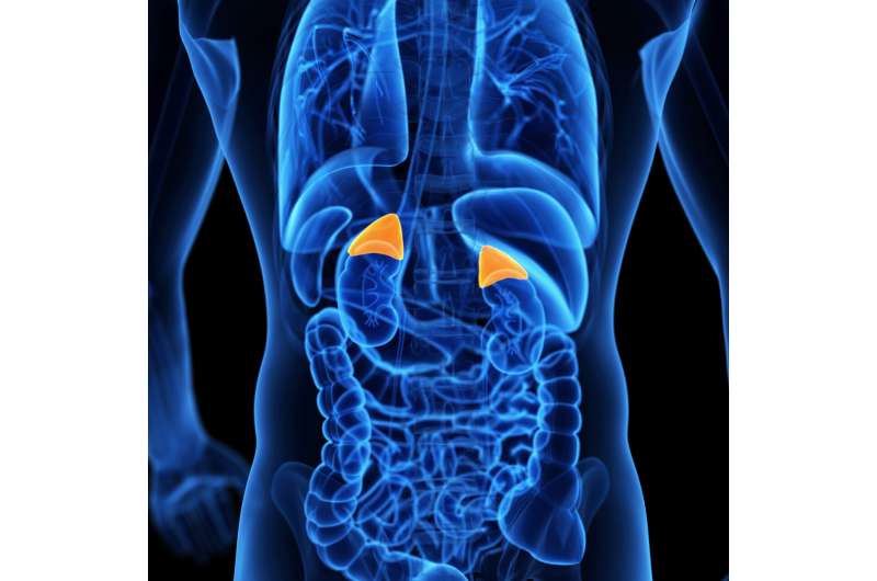 meaning of adrenal gland