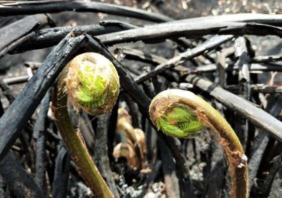 Post-bushfire environmental recovery: citizen scientists capture thousands of observations