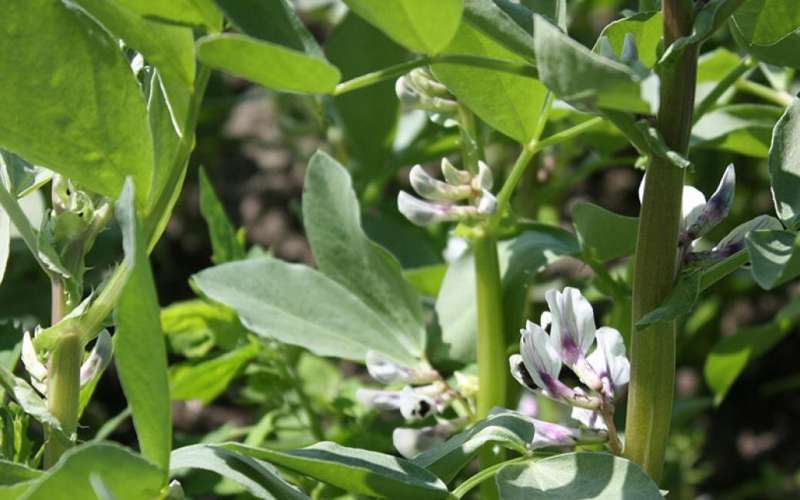 Potential of faba beans, rich in protein, has been unlocked