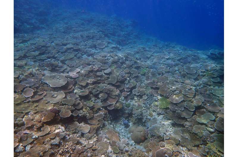 Powerful new tool makes coral reef monitoring faster, easier, cheaper