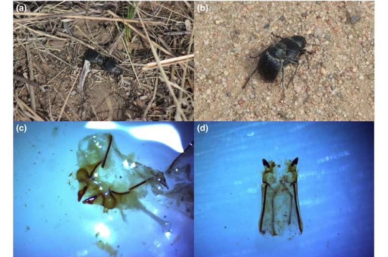 Precopulatory oral sex found in darkling beetles