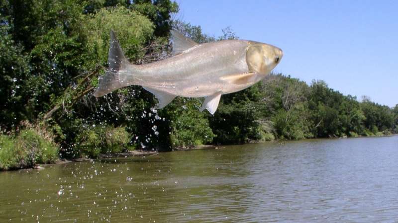 Predicting the spread of invasive carp using river water flows
