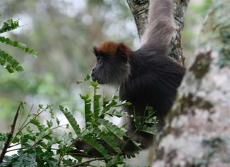 Primate ecology and evolution shaped by two most consumed plant families