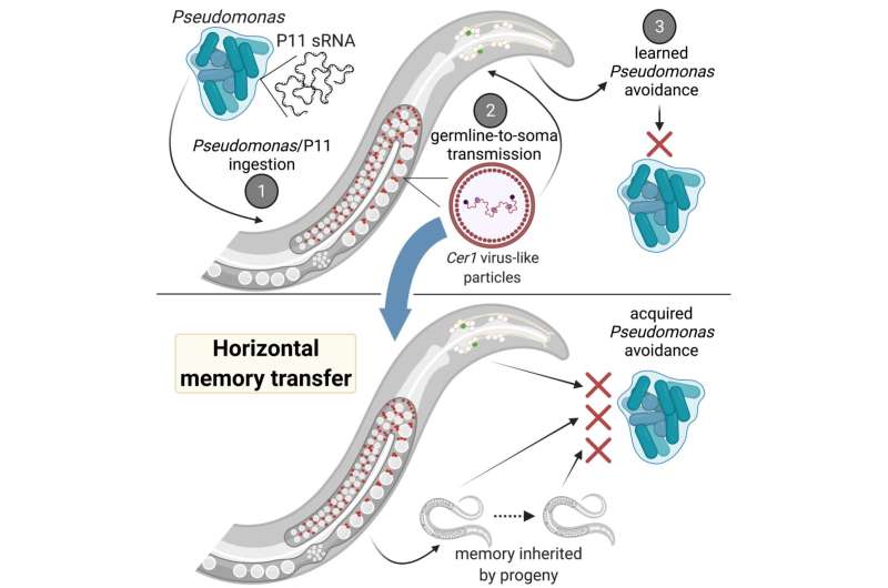 Princeton scientists discover a mechanism for memory transfer between individuals in C. elegans
