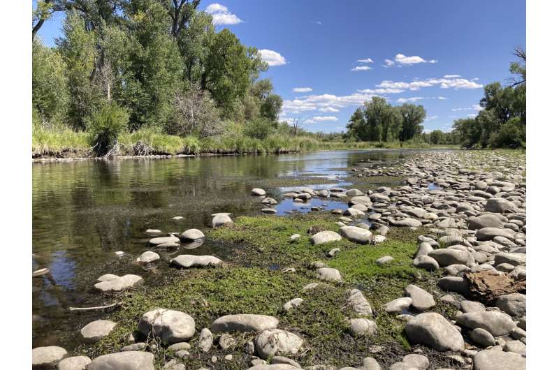Prized trout streams shrink as heat, drought grip US West