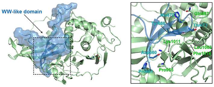 Probing the Dysregulation of Ubiquitin-Specific Protease 8 Activity in Cushing's Disease