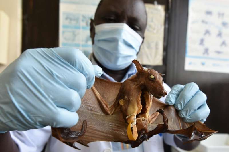 Professor Blaise Kadjo shows a bat's remarkable set of wings at a research lab at the University in Abidjan