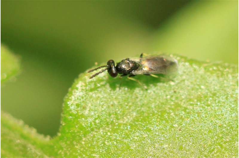 Promising biological control agents detected faster with new method