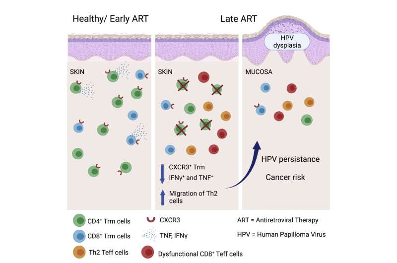 Prompt initiation of antiretroviral therapy reduces cancer risk in HIV patients