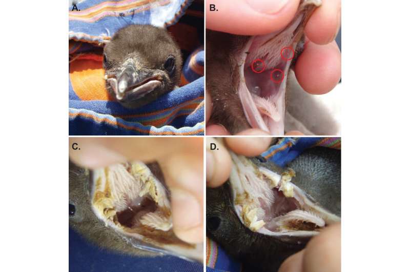 Protecting endangered yellow-eyed penguins from fatal infections