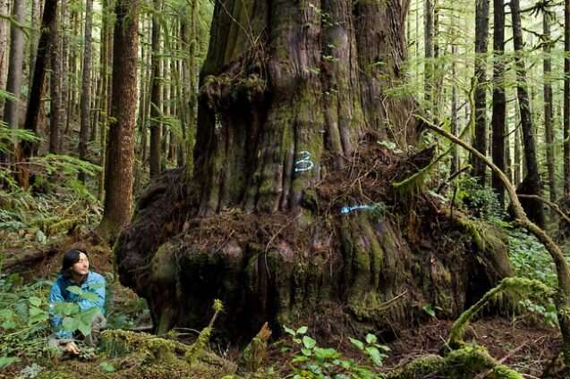Protecting temperate old-growth rainforest is key for a sustainable future