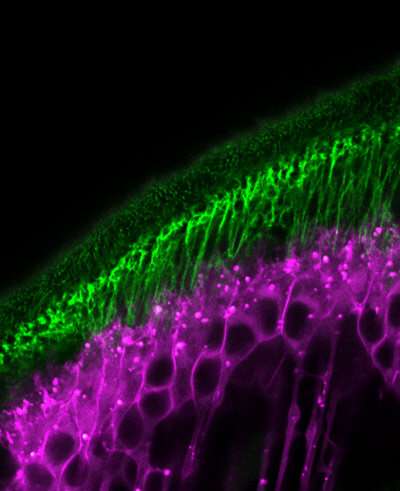 Proteins enable tendons and muscles of fruit flies to develop in sync