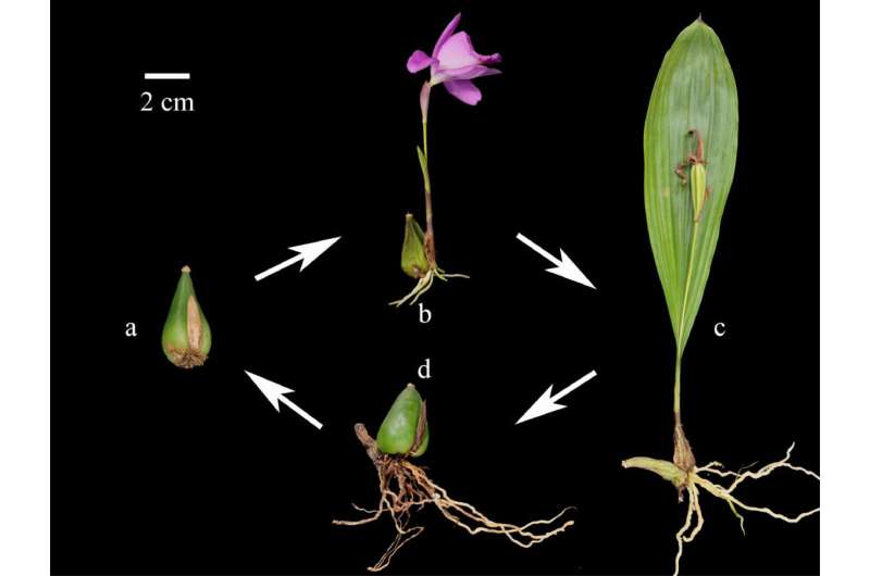Pseudobulbs: sink for exogenous nitrogen in epiphytic orchids