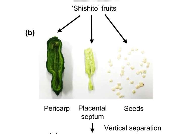 Pungent-variable of sweet chili pepper Shishito: genes and seeds