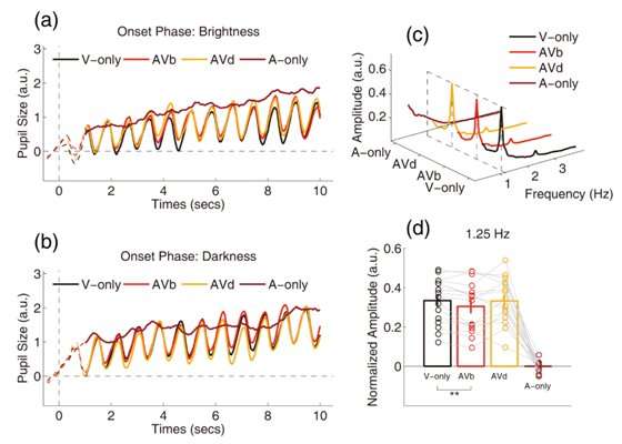 Pupillary light reflex can be inhibited by multisensory signals