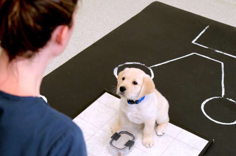 Puppies are born ready to communicate with people, study shows