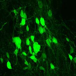 Putting a protein into overdrive to heal spinal cord injuries