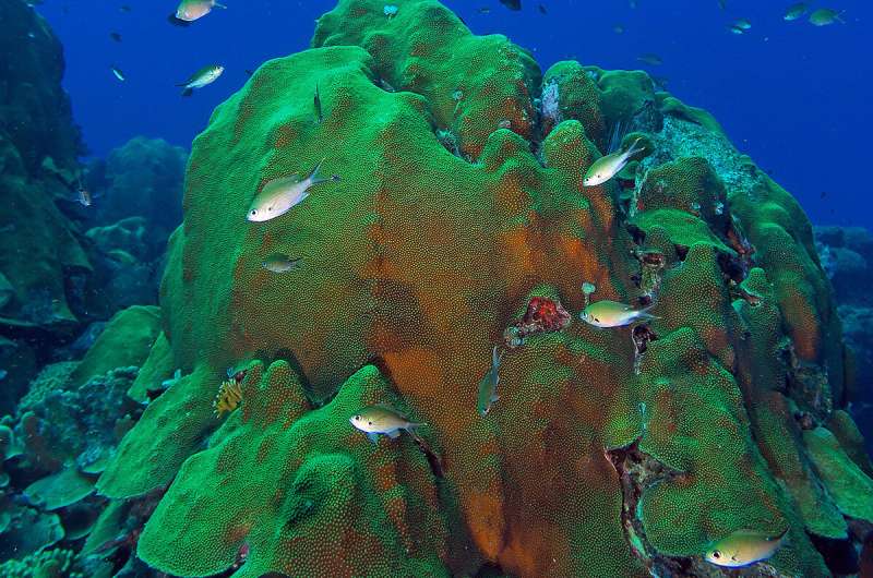 Quantum leaps in understanding how living corals survive