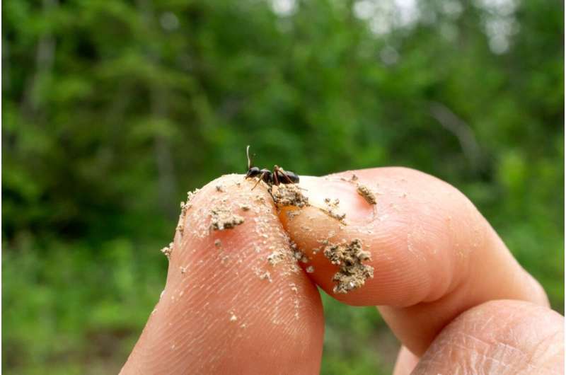 Queen's genes determine sex of entire ant colonies