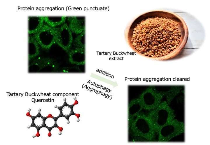 Quercetin from tartary buckwheat extract promotes the degradation of harmful protein aggregates in cells