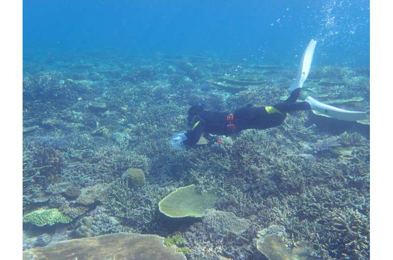 Quick test for potential probiotic in seawater may reveal health of corals