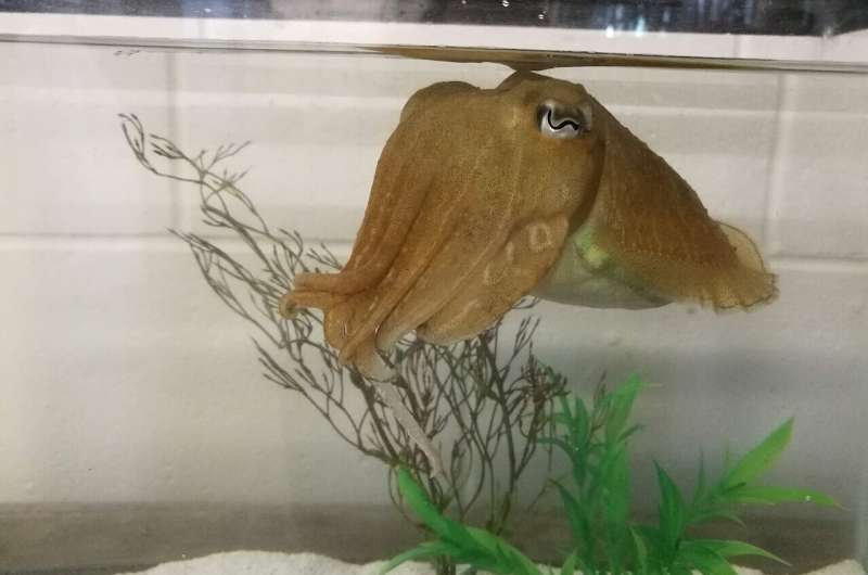 Quick-learning cuttlefish pass 'the marshmallow test'
