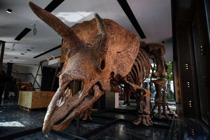 &quot;Big John&quot;, the largest known triceratops, over 66 million years old and with an 8-metre long skeleton, fetched 6.6 mi