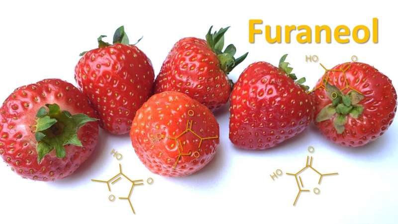 The odorant furaneol gives strawberries and other foods a caramel-like aroma. Figure: G. Olias / LSB, The figure shows strawberries an the structural formula of the odorant furaneol.