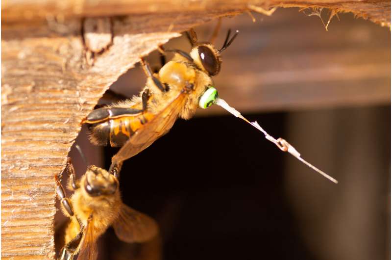 Radar tracking uncovers mystery of where honeybee drones have sex