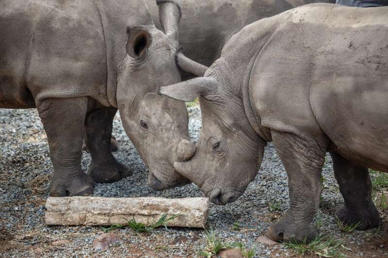 Radioactive rhino horns may deter poachers in S.Africa