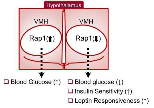 Rap1 controls the body's sugar levels from the brain