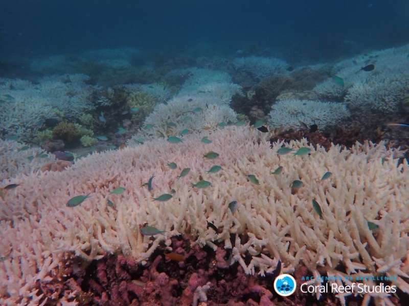 Rapid-fire climate extremes leave the Great Barrier Reef a bleached ‘checkerboard’