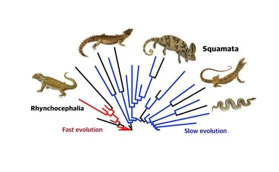 Rapidly evolving species more likely to go extinct, study suggests