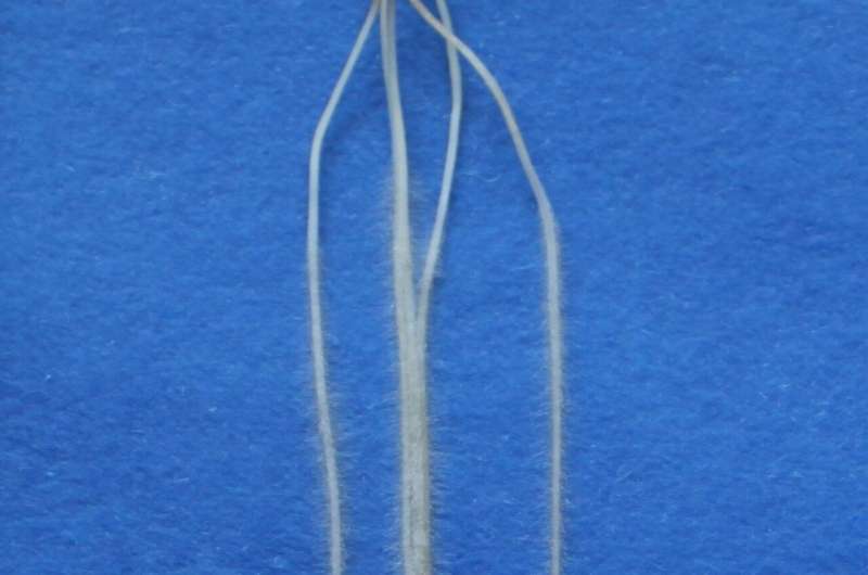 Rare barley mutation with potential