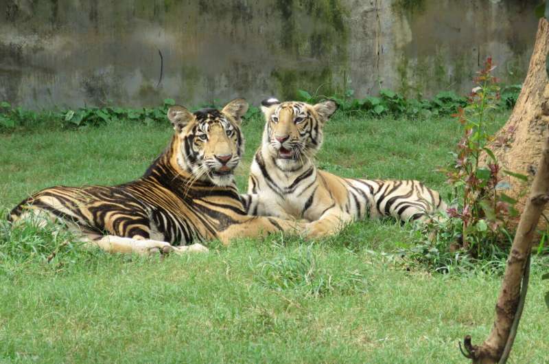 Rare phenotype in isolated tiger population explains dark wide stripes