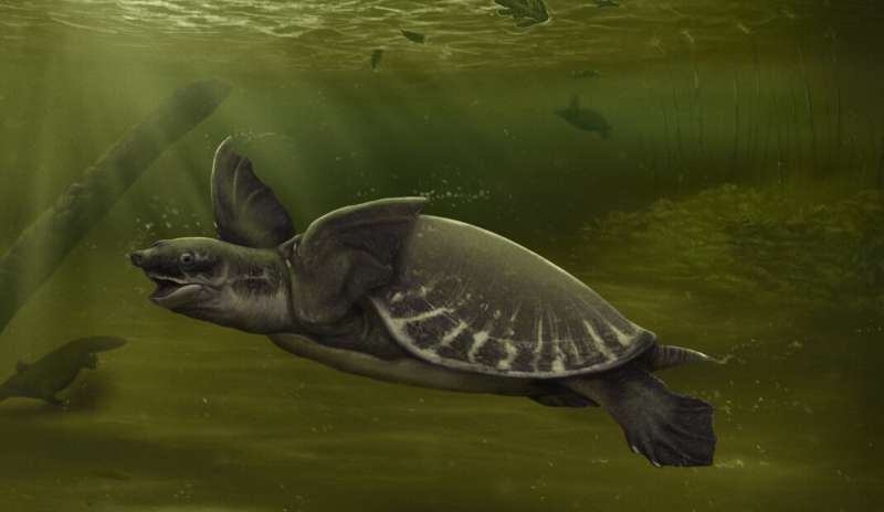 Rare pig-nosed turtles once called Melbourne home