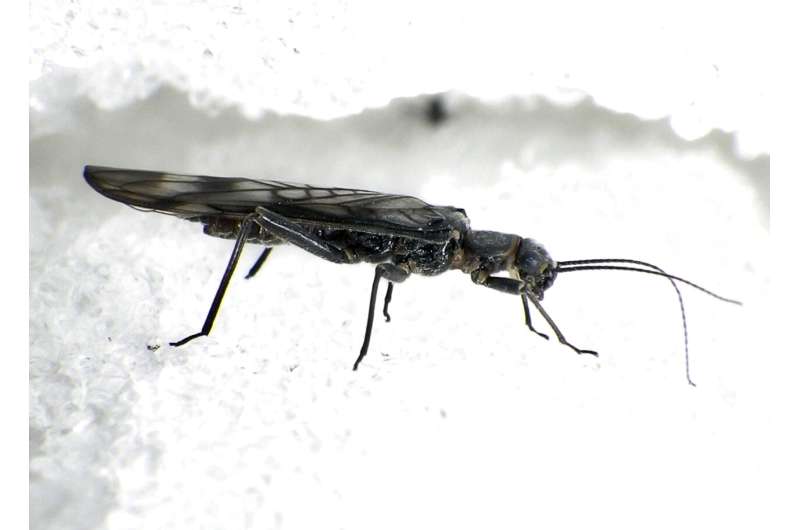 حشرات کمیاب از کوه های راکی ​​برای زنده ماندن به میدان های برفی نیاز دارند