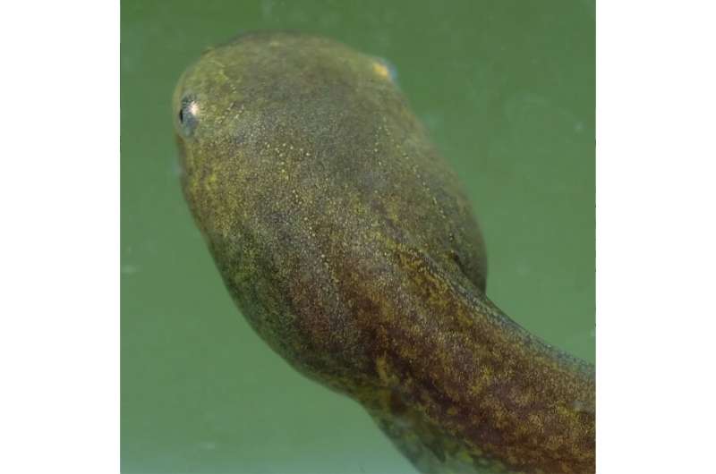 Rare tadpole is new to science