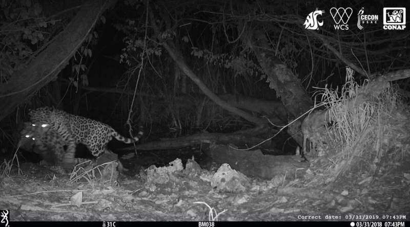 Rare footage captured of jaguar killing ocelot at waterhole