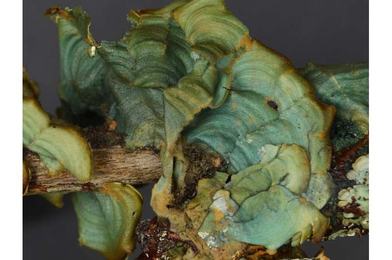 Rare lichen unique to Florida discovered in museum collections, may be extinct